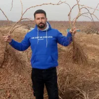 نهال انگور عسگری ،شانی،ترکمن4