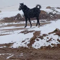 کره اسب مادیان