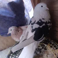 کفتر جفت پرشی|پرنده|قرچک, پویینک|دیوار