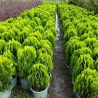 خدمات باغبانی گلکاری باغچه کاری تعویض خاک گلدان