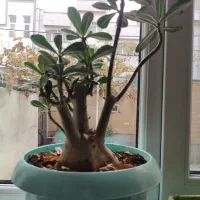 گل ادنیوم درحال گل دهی در تبریز تحویل داده میشه|گل و گیاه طبیعی|خسروشاه, |دیوار