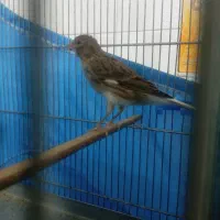 قناری بخون معاوضه با سهره اهوازی یا جوجه سهره