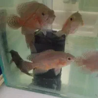 ماهی گیاه خار و گوشت خار|ماهی|مشهد, دانشجو|دیوار