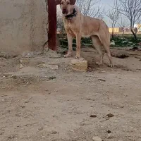 حیوانات خانگی