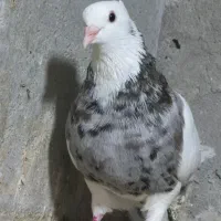 کبوتر طوقی|پرنده|پاکدشت, پاکدشت (مامازند)|دیوار