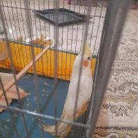 یک عروی هلندی گم شده|پرنده|نورآباد, |دیوار