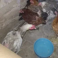 مرغ لری تخم گذار