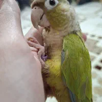 طوطی گرینچیک|پرنده|تهران, یافت‌آباد|دیوار