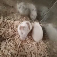 همستر|موش و خرگوش|سنندج, |دیوار