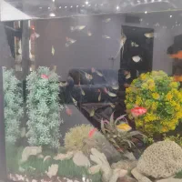 ماهی و اکواریوم