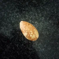سنگ مهره اصل