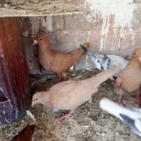 جفت زرد کرمونی