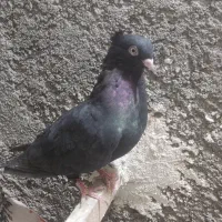 کبوتر سرخ قیل سینه ای