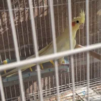 طوطی عروس لوتینو ماده بالغ|پرنده|بابل, |دیوار