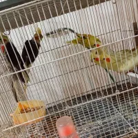 کوتوله وعروس هلندی|پرنده|مشهد, ایثار|دیوار