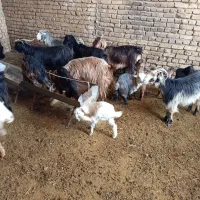 بزکردی|حیوانات مزرعه|یزد, |دیوار