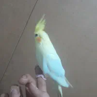 عروس هلندی دستی سخنگو