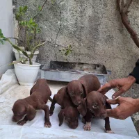 توله سگ شکاری نژاد دار مخصوص دنبلان|سگ|مینودشت, |دیوار