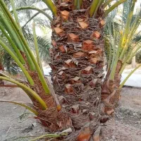 پاجوش|گل و گیاه طبیعی|شیراز, صاحب الزمان|دیوار
