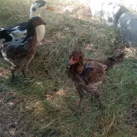 مرغ رسمی و جوجه لاری و اردک