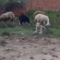 سگ ماده آلابای ترکمن معاوضه با مرغ خروس لاری