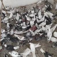 کفتر قم بار جدید رسید پرنده سرای کیان جدا کن