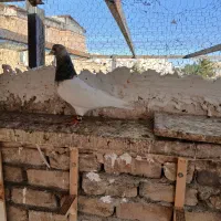 کفتر صید|پرنده|مشهد, کارمندان دوم|دیوار