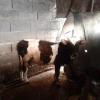 دوتاکلچه جوان خوشکل|حیوانات مزرعه|احمدسرگوراب, |دیوار