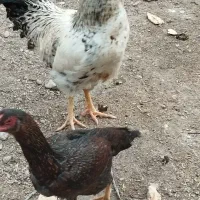 خروس محلی سالم سرحال|حیوانات مزرعه|کوراییم, |دیوار