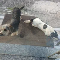 دو سگ گمشده|حیوانات|چالوس, |دیوار