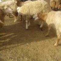 پخش گوسفند زنده ۸۸بره ناقلا