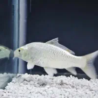 ماهی گرین تیلور بزرگ کوی|ماهی|چهاردانگه (تهران), |دیوار