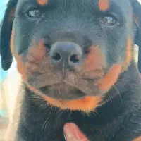 توله سگ روتوایلر سایز بزرگ|سگ|تهران, ایوانک|دیوار