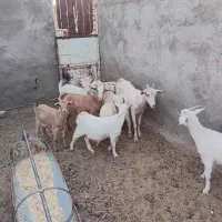 بزغاله  سانن|حیوانات مزرعه|سده (خراسان جنوبی), |دیوار