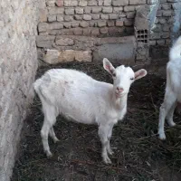 بزغاله سانن اصل