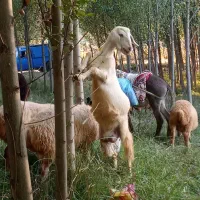 بزپاکستانی|حیوانات مزرعه|مشگین شهر, |دیوار