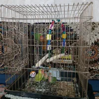 طوطی برزیلی و جوجه|پرنده|کرمانشاه, |دیوار