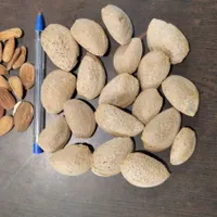 نقل، رب گوجه، بادام|خوردنی و آشامیدنی|تهران, شهادت|دیوار