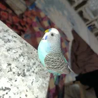 مرغ عشق گم شده