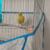 قناری طلایی نر شور شور