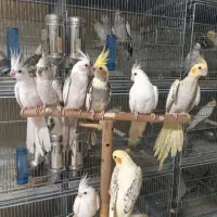 شاطوطی سرلاکی.عروسهلندی.گیرینچیک سرلاکی وجفت|پرنده|اندیشه, شهرک مریم|دیوار