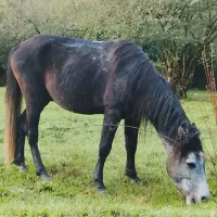 نریان نیلی|اسب و تجهیزات اسبسواری|حویق, |دیوار