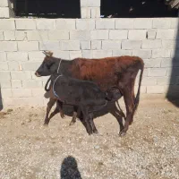 گاو گوساله دار جوان  گوساله  ماده|حیوانات مزرعه|گنبد کاووس, |دیوار