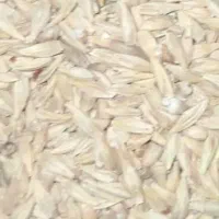 جو محلی