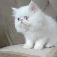 گربه پرشین دال فیس