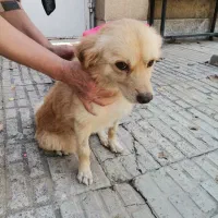 سگ پیدا شده