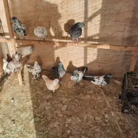 تعدادی کفتر نرو ماده اصلی به دلیل کمبود جا|پرنده|تهران, تختی|دیوار
