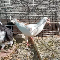 کبوتر پرشی خوشگل|پرنده|مشهد, امیریه|دیوار