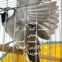 مست کت باز کن