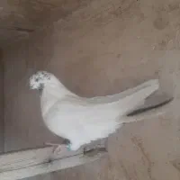 نر کله سیاه|پرنده|قم, اسمعیل آباد|دیوار